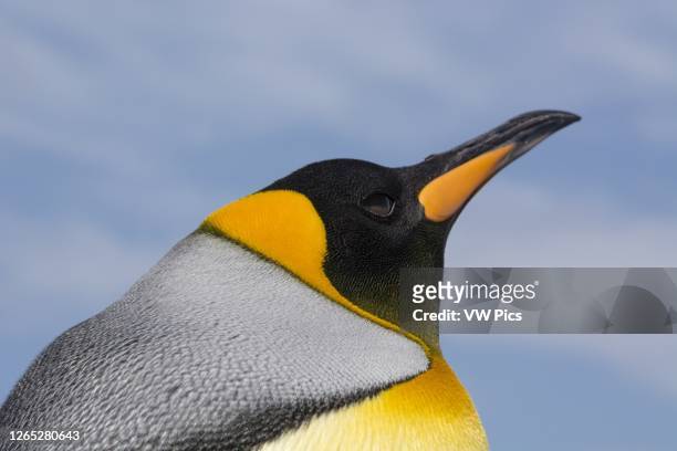 King penguin , Volunteer Point, Falkland Islands.