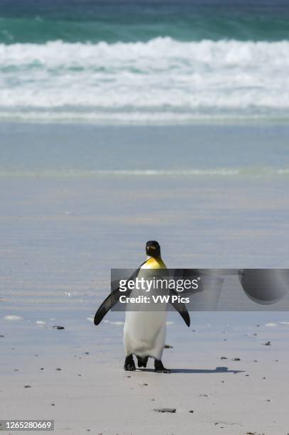 King penguin , Volunteer Point, Falkland Islands.