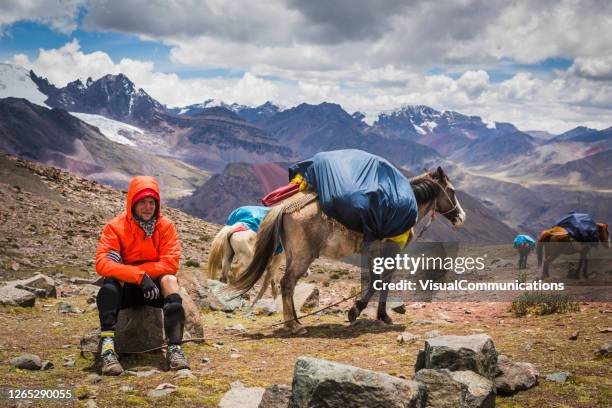 resting in high altitude trek trough peruvian andes. - horse trough stock pictures, royalty-free photos & images