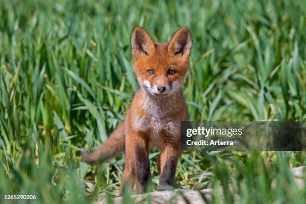 Young red fox single kit emerging from burrow entrance in grassland / meadow in spring.