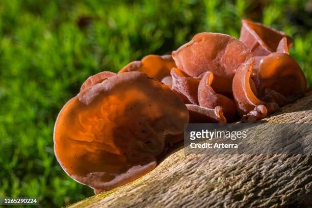 Jew's ear / black wood ear / jelly ear fruit bodies on fallen tree trunk in autumn forest.