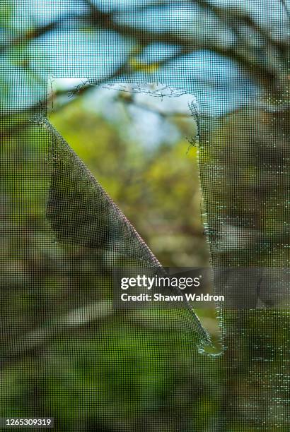 torn screen - window screen stock pictures, royalty-free photos & images