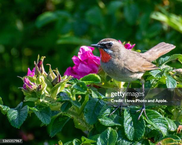 luscinia calliope - lake saroma stock pictures, royalty-free photos & images