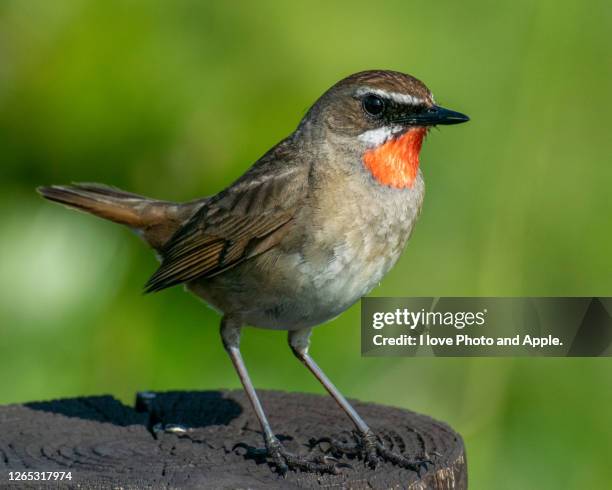 luscinia calliope - lake saroma stock pictures, royalty-free photos & images