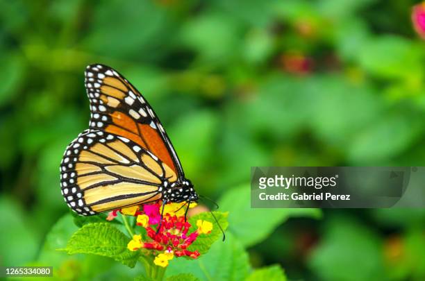 a monarch butterfly feeding on a wildflower - lantana stock pictures, royalty-free photos & images