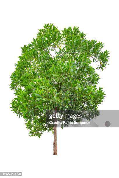 eucalyptus tree isolated on white background. - eucalyptus photos et images de collection