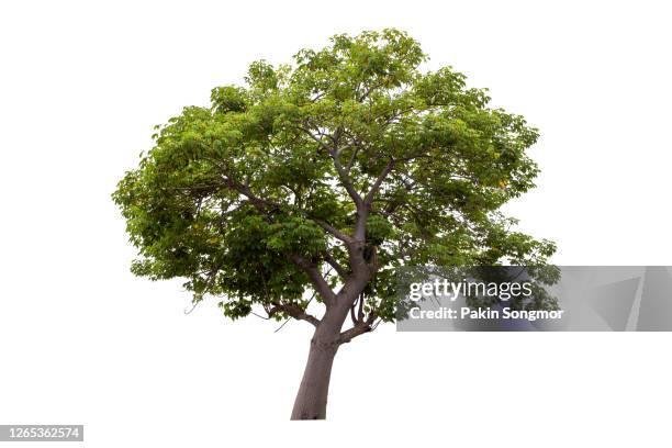 supanniga tree (cochlospermum regium) isolated on white background. - maple tree foto e immagini stock