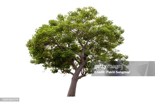 supanniga tree (cochlospermum regium) isolated on white background. - maple tree stockfoto's en -beelden