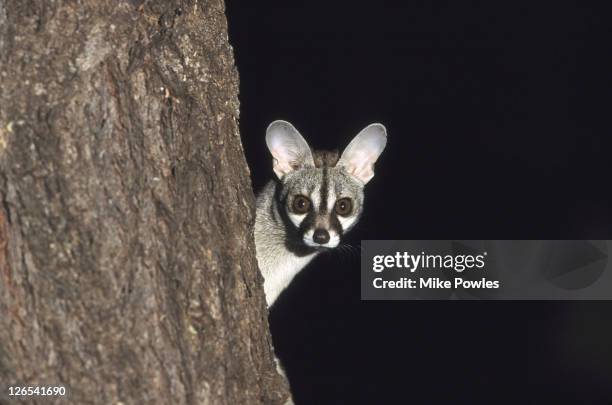 small spotted/common genet - genetta genetta stock pictures, royalty-free photos & images