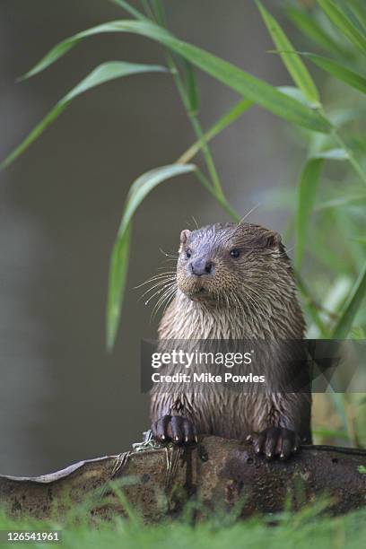 otter, lutra lutra, norfolk, england - lutra lutra - fotografias e filmes do acervo