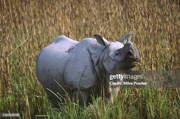 indian rhinoceros rhinoceros unicornis kaziranga, assam, india - great indian rhinoceros stockfoto's en -beelden