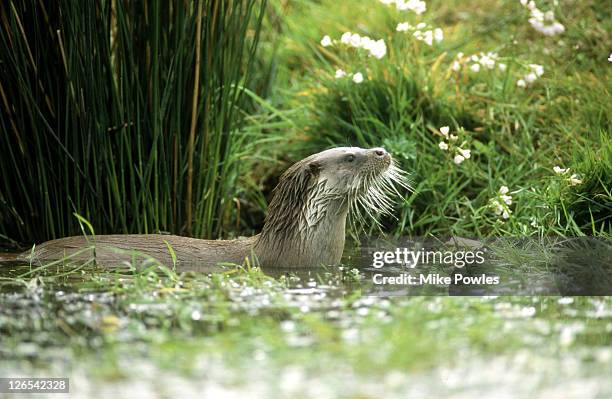 european otter - �カワウソ ストックフォトと画像