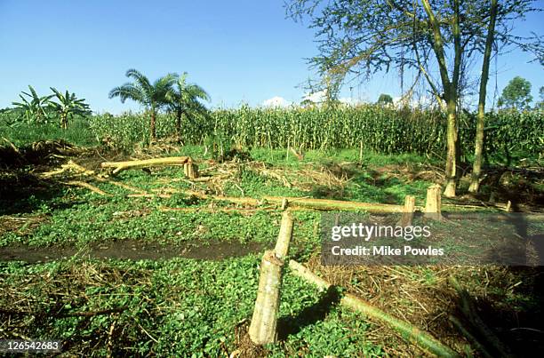 Talab Stak Talab Photos and Premium High Res Pictures - Getty Images