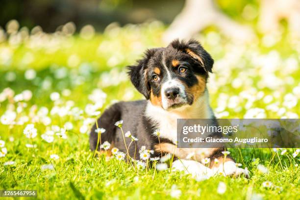 australian shepherd puppy lying on the grass, lombardy, italy - australian shepherd dogs stock pictures, royalty-free photos & images