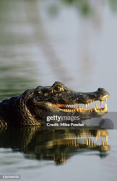 caiman: caiman jacare  pantanal, brazil      - caiman stock pictures, royalty-free photos & images