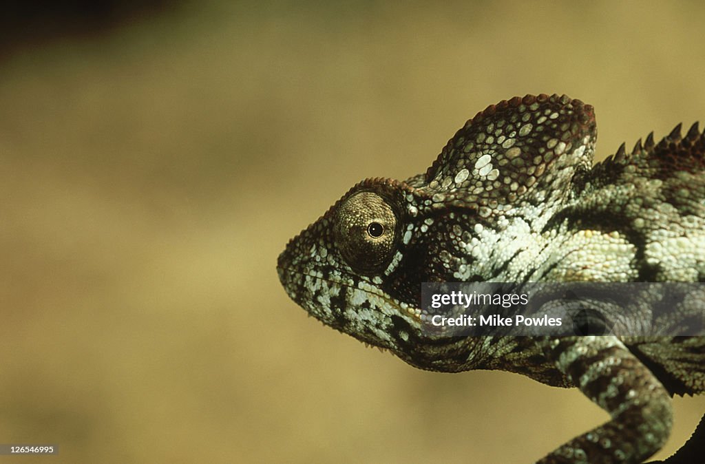 Oustalets chameleon: furcifer oustaleti head shot madagas car