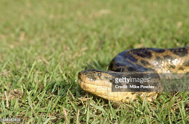 yellow anaconda, eunectes notaeus, brazil - anaconda snake stock pictures, royalty-free photos & images