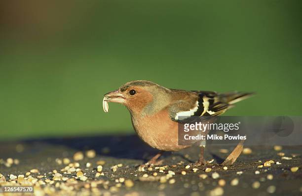 chaffinch, fringilla coelebs, eating seeds on bird table, norfolk, uk - finch 個照片及圖片檔