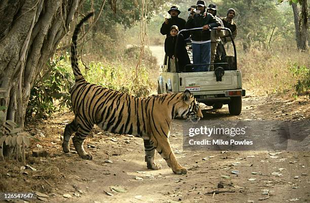 bengal tiger, panthera tigris, scenting, ranthambhore, india - unperterbed stock pictures, royalty-free photos & images