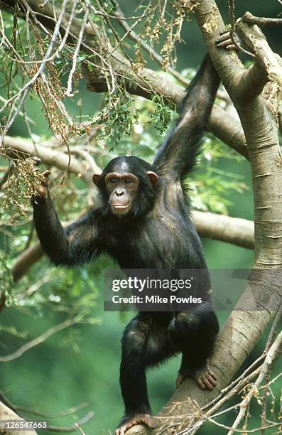 chimpanzee, pan troglodytes, excited and calling, ngamba is, uganda - common chimpanzee foto e immagini stock