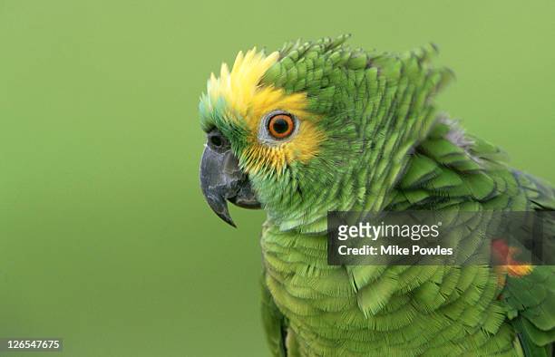 turquoise-fronted parrot, amazona aestiva, brazil - parrot fotografías e imágenes de stock