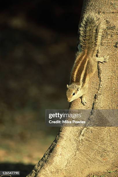 Funambulus 59 Funambulus Palmarum Stock Photos, High-Res Pictures, and Images ...