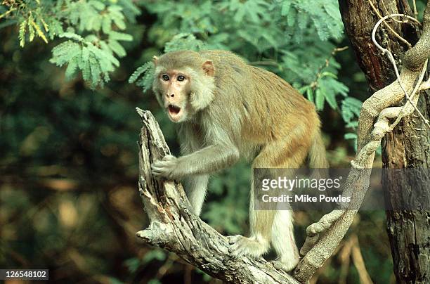 rhesus macaque, macaca mulatta, aggression, bharatpur, india - rhesus macaque stock pictures, royalty-free photos & images