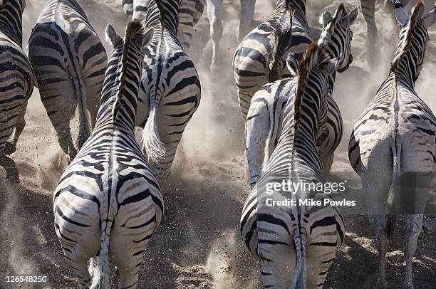 Animal Rear End Photos and Premium High Res Pictures - Getty Images