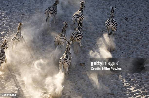 burchells zebra, equus burchellii, group running, makgadikgadi gr, botswana - zebra herd stock pictures, royalty-free photos & images