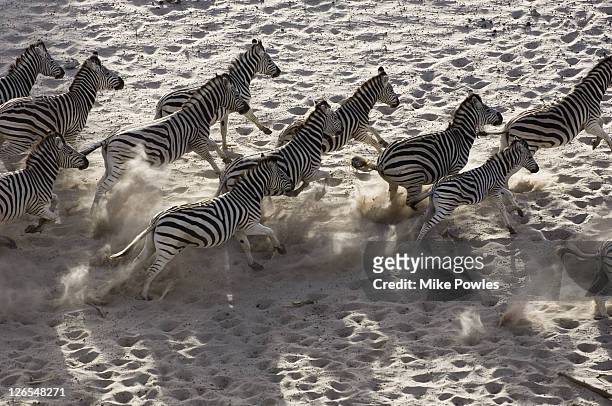 burchells zebra, equus burchellii, group from above, makgadikgadi gr, botswana   - zebra herd running stock pictures, royalty-free photos & images