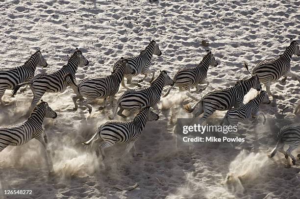 burchells zebra, equus burchellii, group from above, makgadikgadi gr, botswana   - zebra herd running stock pictures, royalty-free photos & images