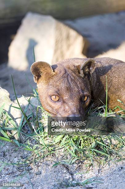 76 Madagascar Fossa Photos and Premium High Res Pictures - Getty Images