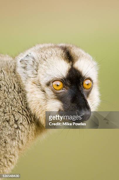 white-fronted lemur, lemur fulvus albifrons, head shot, perinet, madagascar - cebus albifrons stock pictures, royalty-free photos & images