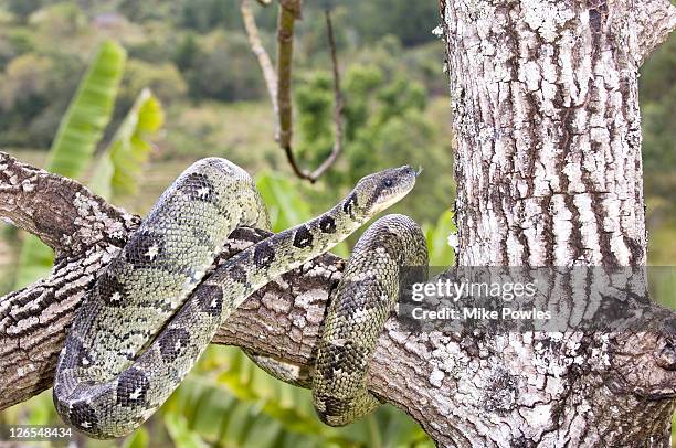 madagascar tree boa, sanzinia madagascariensis, in tree, madagsacar - boa constrictor stock pictures, royalty-free photos & images