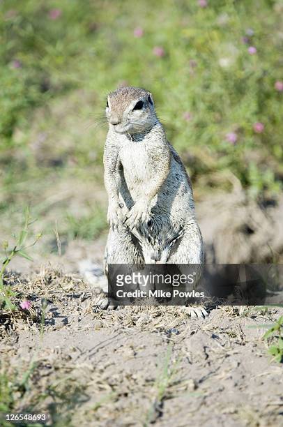 south african ground squirrel, goesciurus inauris, male in breeding condition, large testicles, central kalahari game reserve, botswana - testis stock pictures, royalty-free photos & images