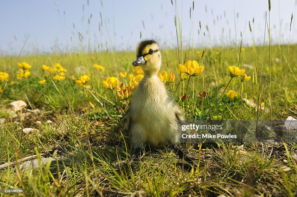 Mallard, Anas platyrhynchos, duckling in wildflower meadow, Norfolk, UK