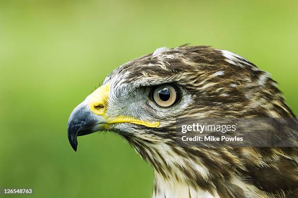 common buzzard, buteo buteo, profile portait, uk - eurasian buzzard stock pictures, royalty-free photos & images