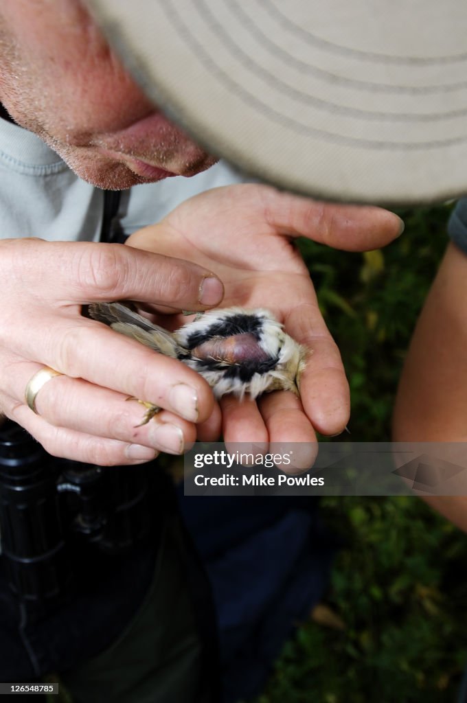 Bird Ringer Bird Ringer Examining Fat On Migrant Bird Norfolk Uk High-Res Stock ...