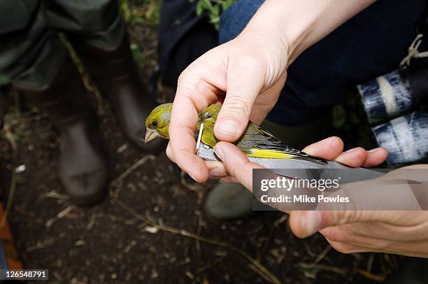 Bird Ringer 8,848 The Ringer Stock Photos, High-Res Pictures, and Images - Getty Images