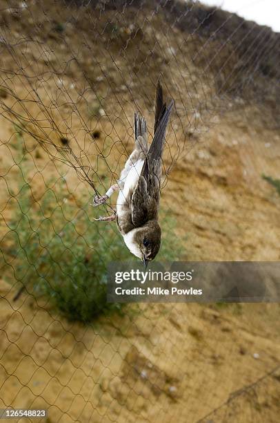 sand martin, riparia riparia, in mist net in front of nest holes, norfolk, uk - riparia riparia stock pictures, royalty-free photos & images