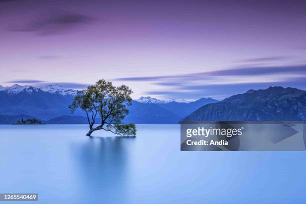 New Zealand, South Island: Tree immersed in Lake Wanaka, in the middle of South Island, Otago region.