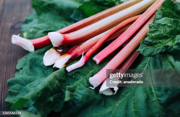 freshly harvested rhubarb on a wooden table - rabarber stockfoto's en -beelden