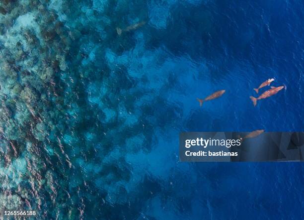 aerial view of four dugongs swimming in ocean, indonesia - dugong stock pictures, royalty-free photos & images