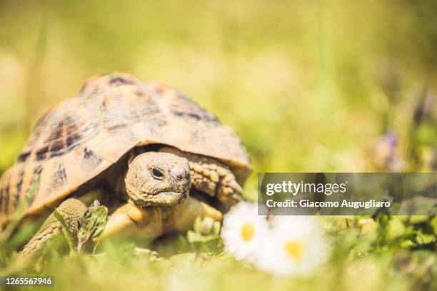close up of a hermann's turtle moving through the meadow, lombardy, italy - griechische landschildkröte stock-fotos und bilder
