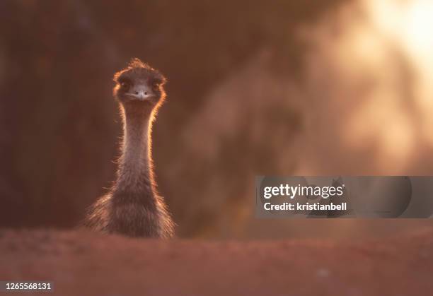 portrait of an emu at dusk, australia - émeu photos et images de collection