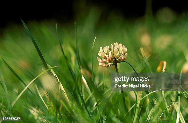 close-up of a white clover flower amongst grass (trifolium repens) - uncultivated stock pictures, royalty-free photos & images