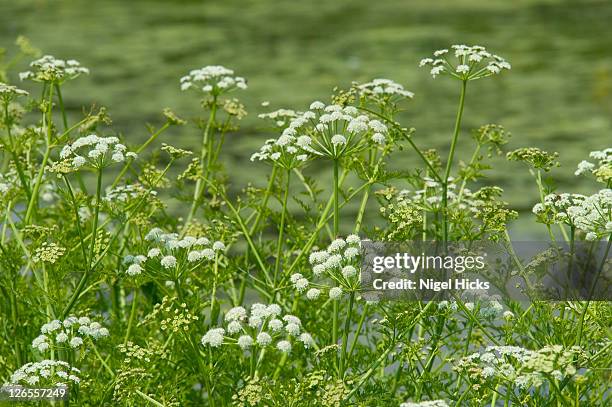 cow parsley (anthriscus sylvestris) growing beside the grand western canal, near tiverton in devon, these white flowers with green stems and foliage are one of the most familiar wild plants in the british countryside at summertime - riverbank stock pictures, royalty-free photos & images
