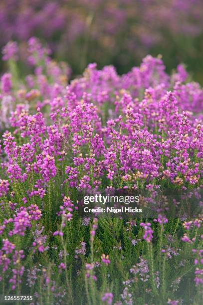 vibrant pink heather (calluna vulgaris) in flower on the slopes of dunkery beacon, the highest hill on exmoor - heather stock-fotos und bilder