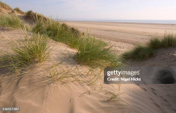 sand dunes on saunton sands, where the beach meets braunton burrows on the north devon coast - long grass stock pictures, royalty-free photos & images