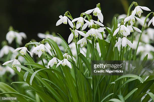 snowdrops, galanthus nivalis, in flower in march, teignmouth, devon, great britain. - snowdrops stockfoto's en -beelden